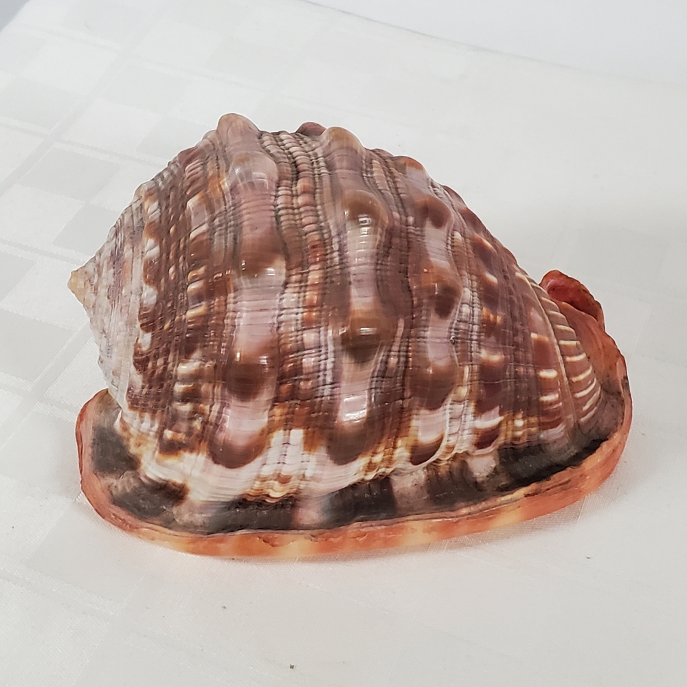Bullmouth Helmet Shell - Picture 2 of 5